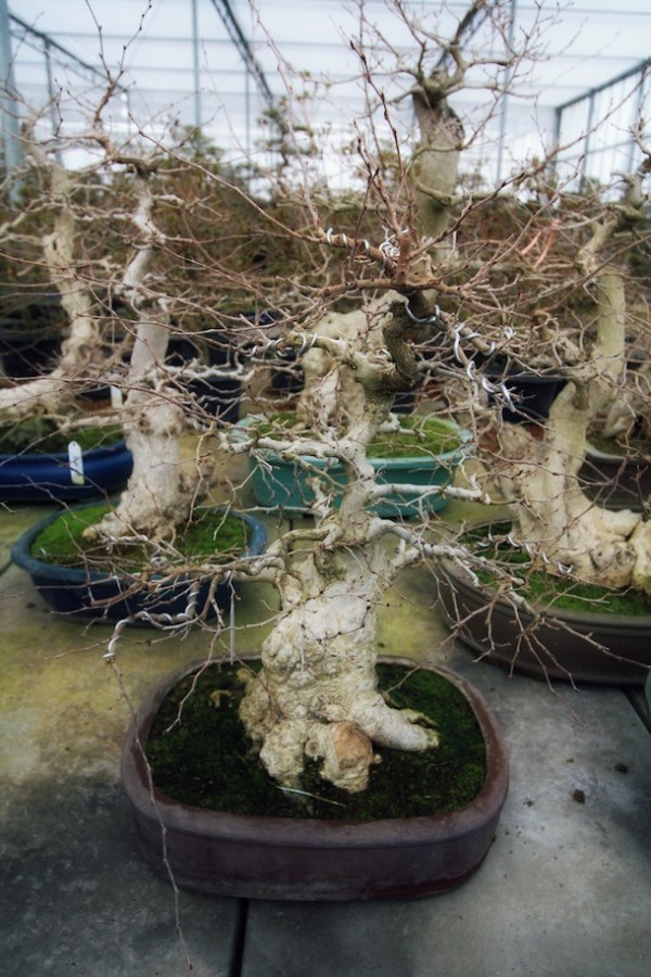 sabisai bonsai2