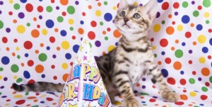 にゃんぴーばーすでー★大好きなネコちゃんの誕生日は思いっきり祝っちゃおう♡