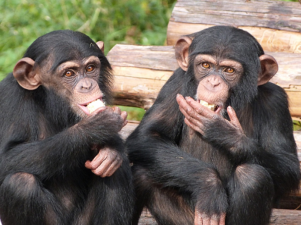 チンパンジー02