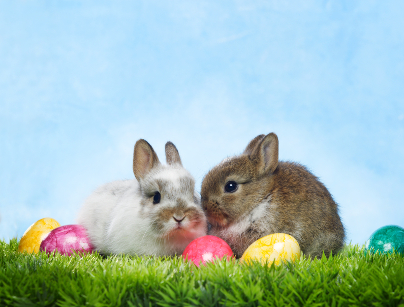 easter-bunny-and-eggs-1