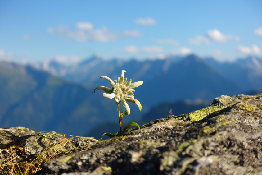 Edelweiss in den Alpen