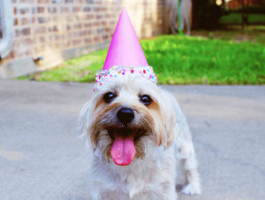 Instagramから学ぶ、SNSにアップしたくなる愛犬の誕生日アイデア！